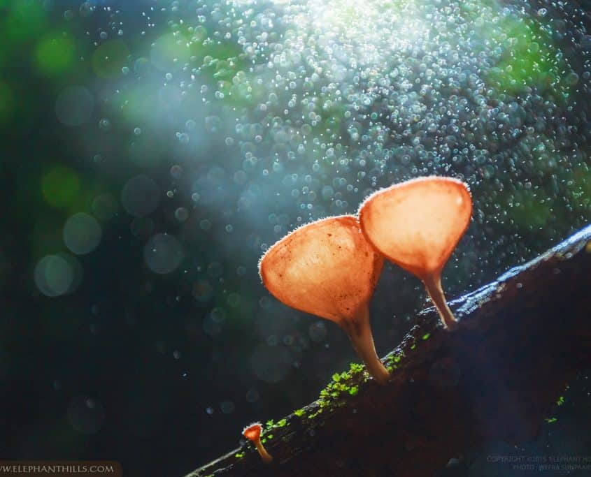 How much room does a mushroom need to grow as mushroom as possible