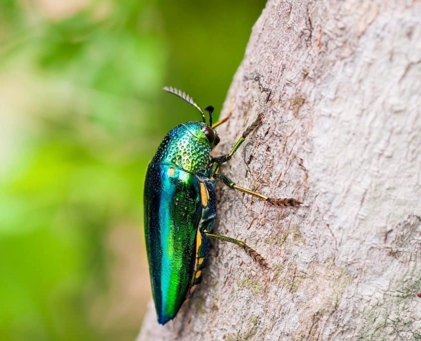 Jewel beetle