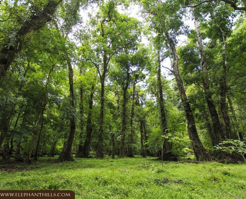Jungle tree nature green Rainforest Jungle KhaoSokNationalPark ElephantHills