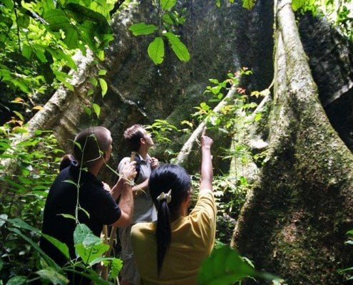 JungleTrek MainCamp 1