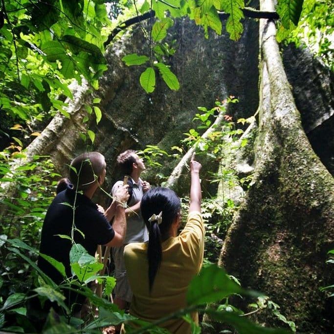 JungleTrek MainCamp 1
