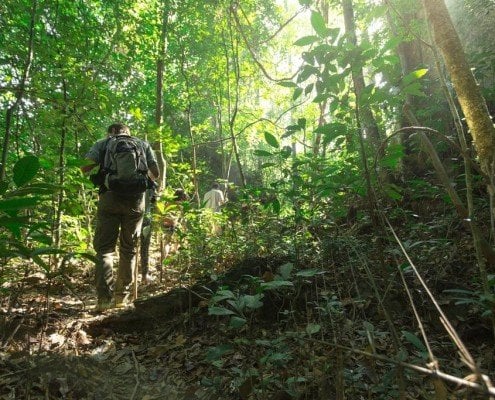 JungleTrek MainCamp 2 1