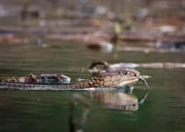 KingCobra