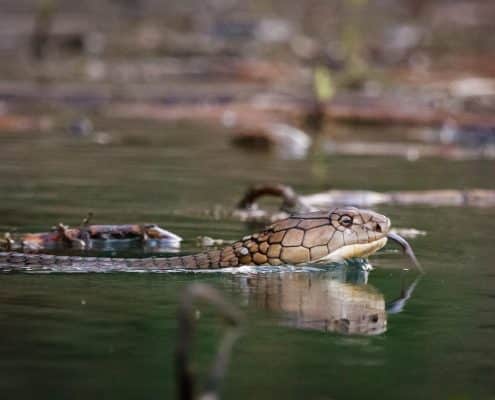 KingCobra