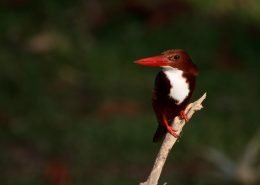 Kingfisher