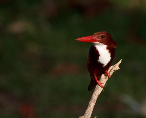 Kingfisher