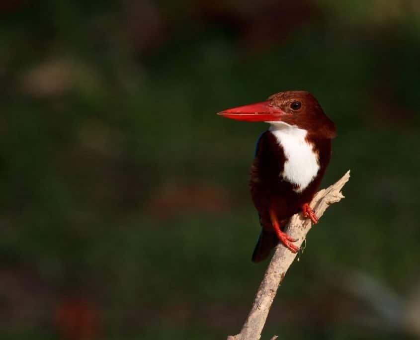 Kingfisher