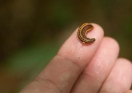 Leeches1