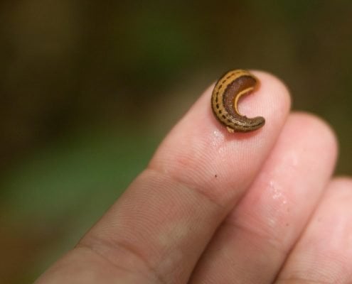 Leeches1
