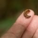 Leeches1