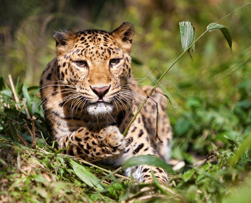 Leopard