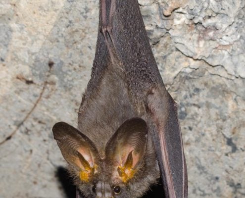 LesserFalseVampireBat