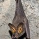 LesserFalseVampireBat