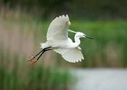 LittleEgret