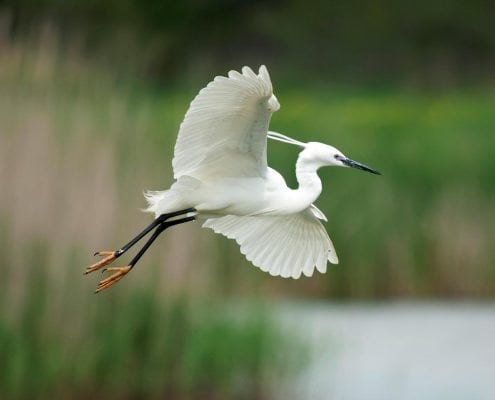 LittleEgret
