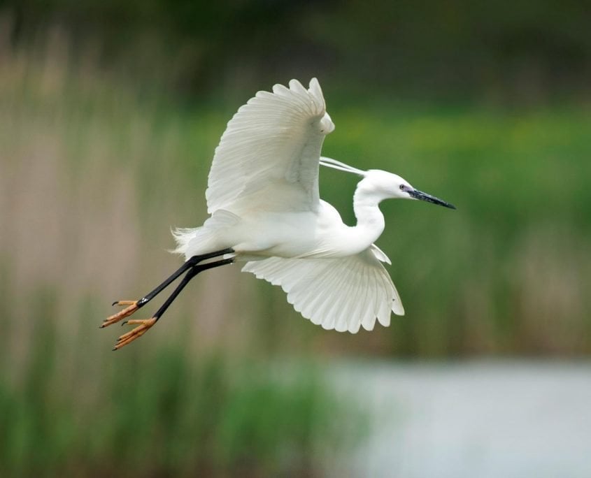 LittleEgret