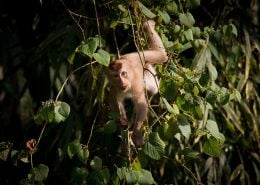 Macaque