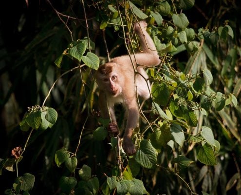 Macaque