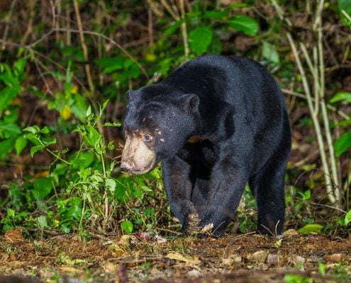 Malayan Sun Bear 1 MalaysianSunbear