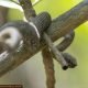 MANGROVE PIT VIPER
