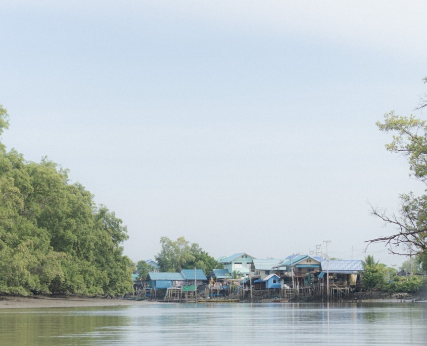 Mangroves