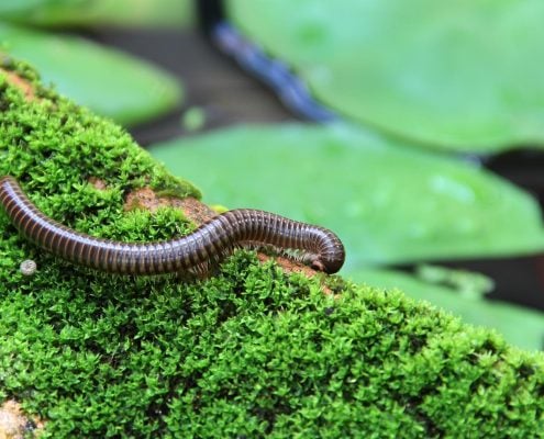 Millipedes