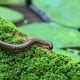 Millipedes