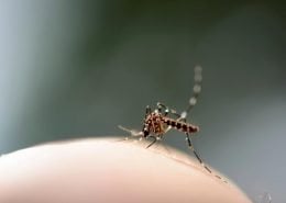 Mosquito1