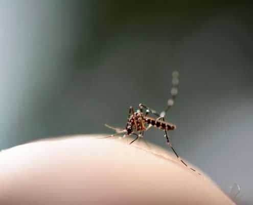 Mosquito1