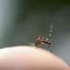 Mosquito1