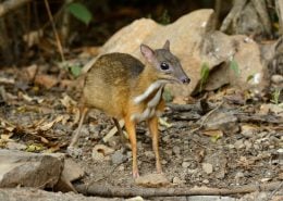 MouseDeer