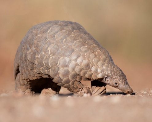 Pangolin