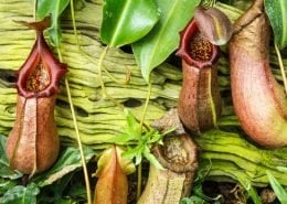 PitcherPlant