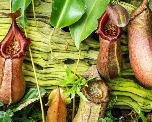 PitcherPlant