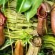PitcherPlant