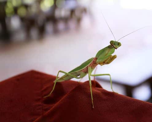 PrayingMantis
