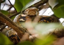Python