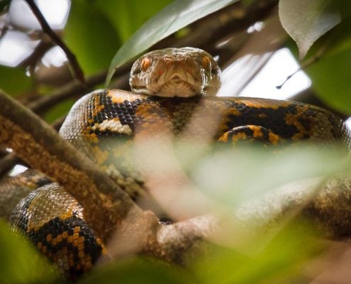 Python