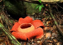 Rafflesia