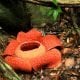 Rafflesia