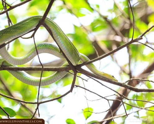 red tailed green ratsnake