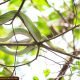 red tailed green ratsnake