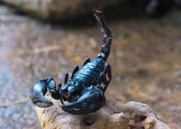 Scorpion
