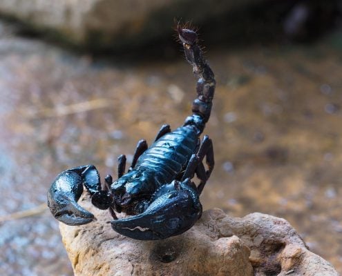 Scorpion