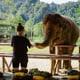 Singles at Elephant Hills Thailand