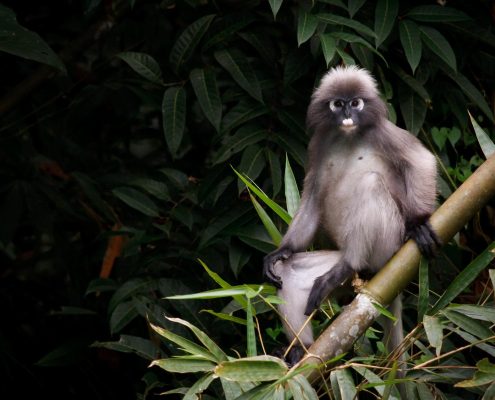 Spectacled Langur