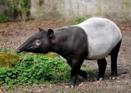 Tapir