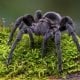 Tarantula