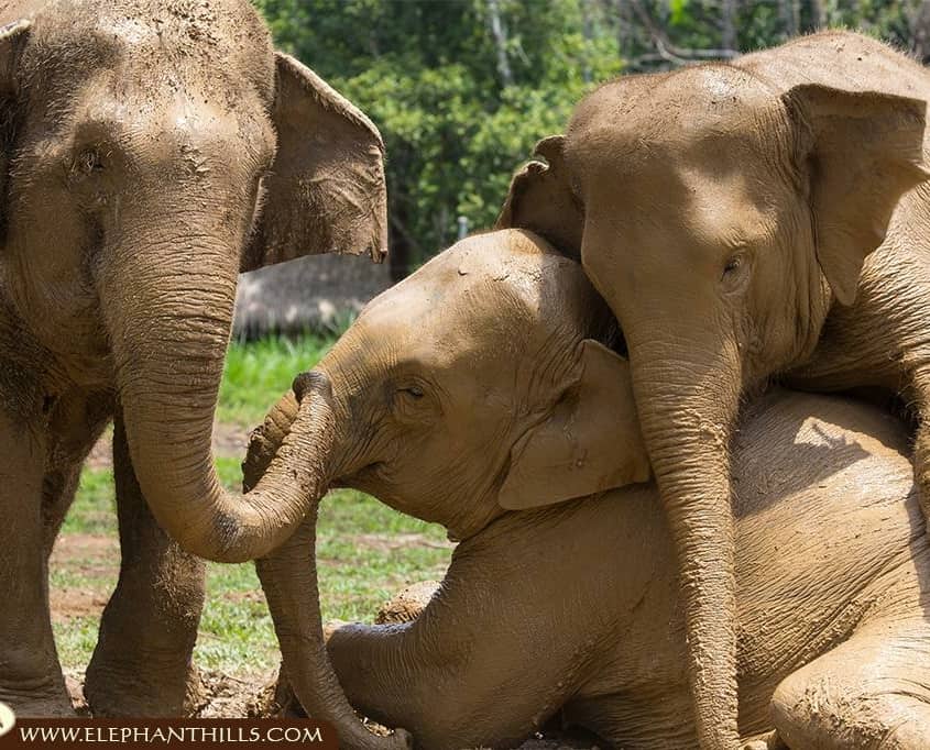 The Elephant Experience