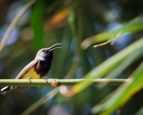 THE OLIVE BACKED SUNBIRD